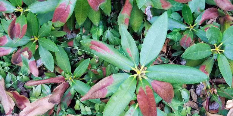 Rhododendron Leaves Turning Brown: Reasons and Solutions